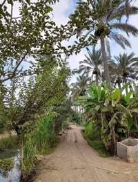 /بغداد اليوسفيه للبيع 4 دونم طابو زراعي سند 25 خدمات كامله مي نهر مي ا...