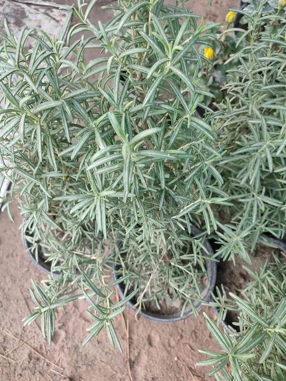 طريق الساده الإخوان قرب بيت سيد راجوج مشتل ماجد الزراعي


**إذا كنت صاحب هذا الإعلان وتريد حذفه لأي سبب، رجاءا أرسل رسالة إلى الدعم الفني**