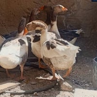 بطات • دواجن