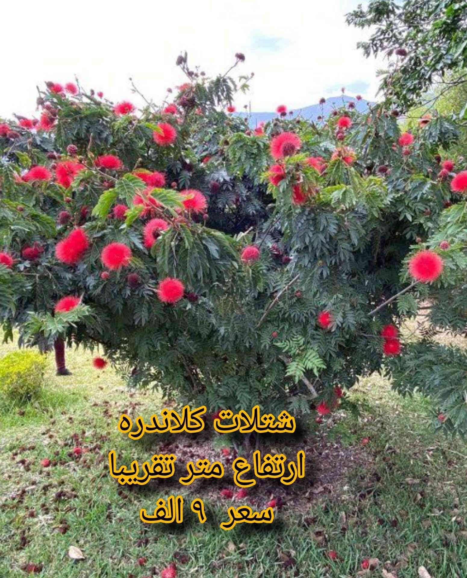 🌿 مشتل نباتات نادرة 🌿
توفرت مجموعة مميزة من أجمل النباتات 🤩
كل نبتة بجمالها وسحرها الخاص 💚

📦 التوصيل متوفر لجميع محافظات العراق
📞 ***********

خلي لمسة الخضار والجمال ببيتك أو حديقتك 🌿✨
