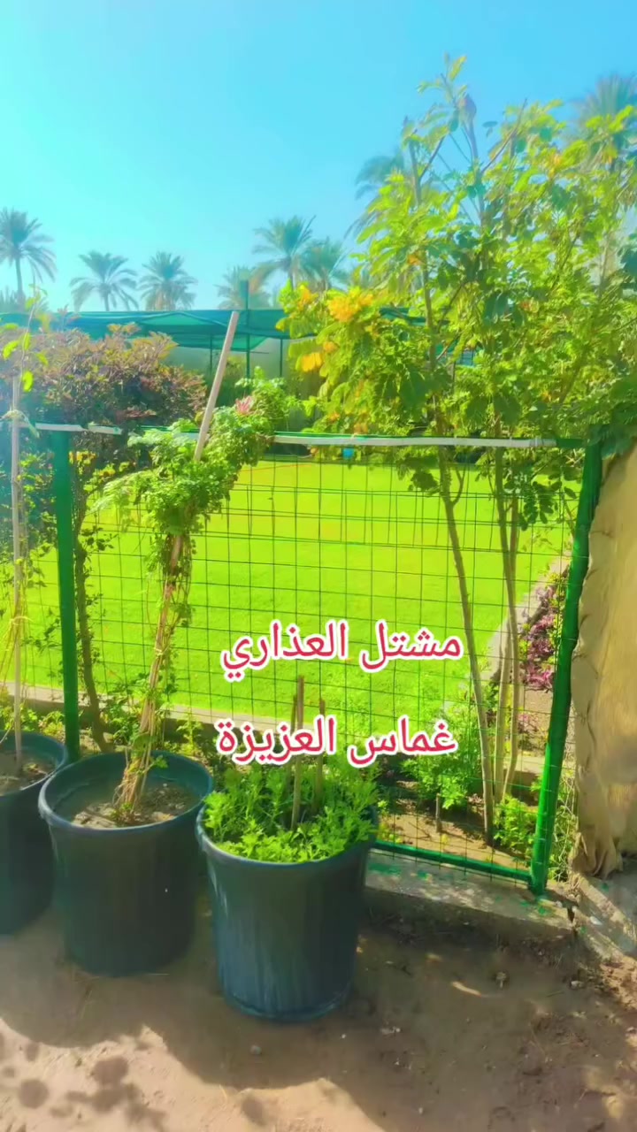 يا الله
يتوفر لدى مشتلنا – مشتل العذاري – مجموعة متنوعة من النباتات والورد الجوري السلطاني اسعار مناسبة 🌿�
جوري سلطاني عطري
جوري إيراني
شبوي نهاري
تكي كندي
جهنمي تركي فول قطمر
برتقال حمال
تين إسباني
تين بني مسلم
سدر بصراوي 
سدر رئاسي 
بالإضافة إلى:
مجموعة من الصباريات 
📍 العنوان: مشتل العذاري، شارع زوبع، الصوب الصغير
📞 للتواصل: ***********
✨ أهلاً وسهلاً
