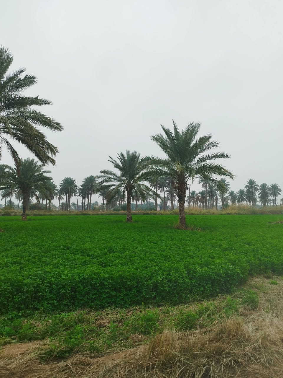 سلام عليكم يوجد دونم للبيع الواجهة 30 طابو ملك صرف 
المكان المدائن الجعاره تبعد عن الشارع الرئيسي 300متر
***********@
