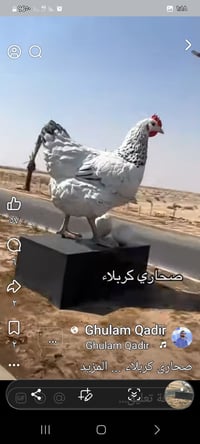 صحارى كربلاء • خط ١-٤ • مواعيد ٥ص-٥م ٢م-١٠م