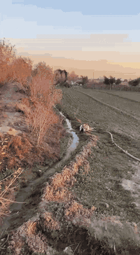 السلام عليكم 

اللهم صل على محمد وال محمد 

يوجد لدينا قطعة أرض للبيع  

عنوانها. الشوملي البراكيه 
جدول حسان  تبعد عن الشارع العام 
كيلو متر واحد 

وشارعها قيد التنفيذ 
ارض زراعيه وحلوه 
بيها ماء وكهرباء 

المساحه (20) دونم 

طابو زراعي سند 25 تحويل مباشر بأسم المشتري

الارض تنباع كامله  مو قطع

للاستفسار الاتصال على الارقام التالي

***********يوجدوتساب
