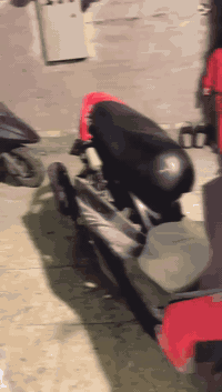 سلام عليكم شباب عندي سكنس فحل بلاديه كفاله نقوصات بصيطه للبيع او مراوس تريده مال لعب تريده كفر كامل عادي مكاني بغداد خاص موجود و واتس اب موجود ***********
