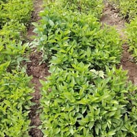 شتال • فلفل باذنجان طماطة • الحويجه حي 8شباط