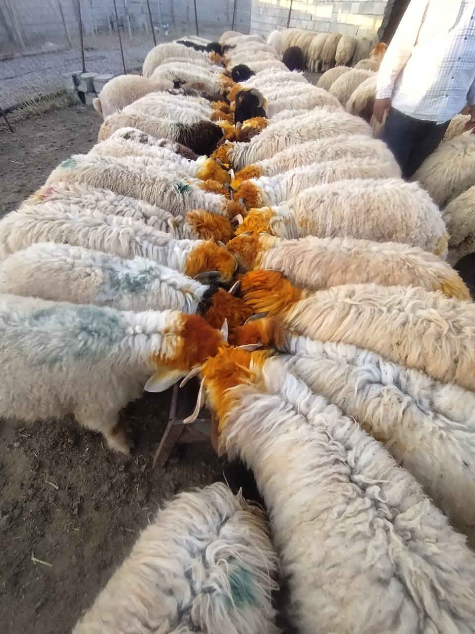 سارع وحجز ضحيتك من قصابه الحجي انسب اسعار العراقي 100/100 عنوان المحل كركوك الاسره المفقودين قرب مول ماشاءالله اتصل عله الرقم وتدلل ***********
