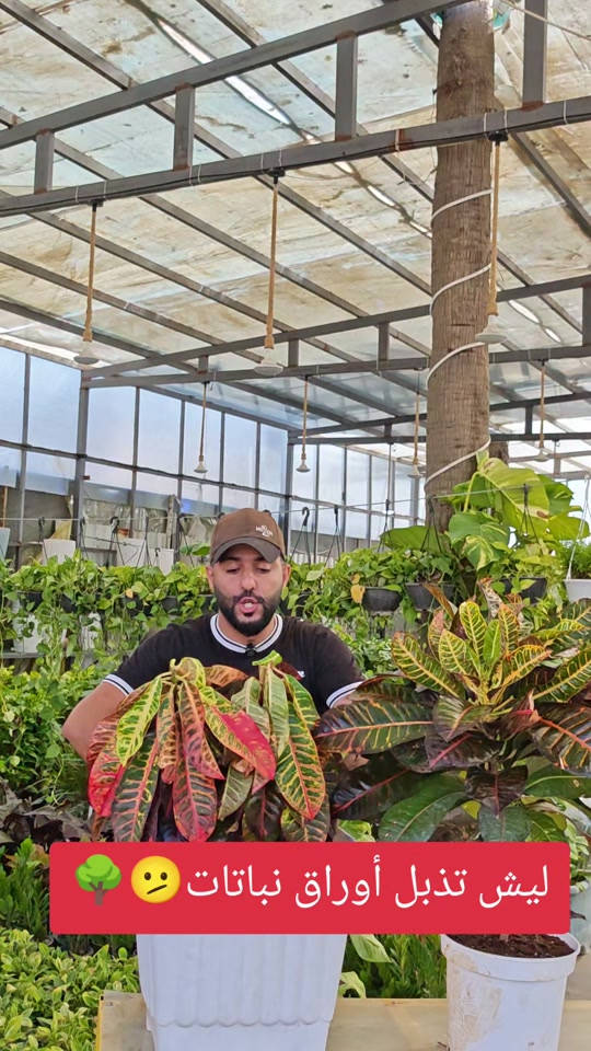 ليش تذبل أوراق نباتات🫤🌳#abed_flower #شعب_الصيني_ماله_حل😂😂 


**إذا كنت صاحب هذا الإعلان وتريد حذفه لأي سبب، رجاءا أرسل رسالة إلى الدعم الفني**