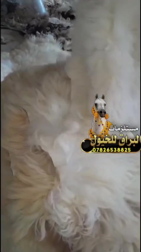السلام عليكم من رخصة اخونا الادمن يوجد فرو غنم وفرو ماعز شرط  شغل درجى اولى البيع جمله و مفرد الحجز مسبق للاستفسار والحجز مراسلة الصفحه او واتساب ***********
