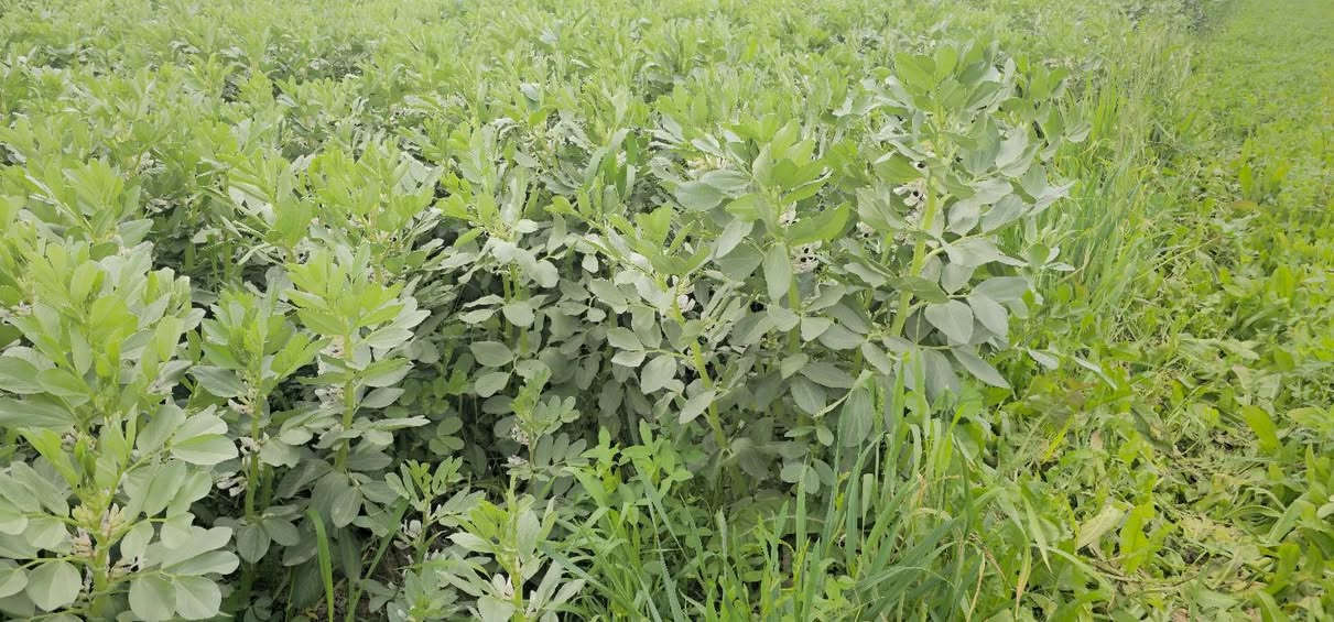 جانب من متابعة مزارع الباقلاء في الشحيمية 
مكتب الزيتون الزراعي 
بإدارة المهندس جمال السامرائي 
0782-777-7624 
0771-443-8480


**إذا كنت صاحب هذا الإعلان وتريد حذفه لأي سبب، رجاءا أرسل رسالة إلى الدعم الفني**