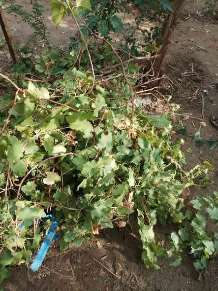 بسم الله الرحمن الرحيم الى اروح والدي واخي 
حمله ميسان الخير
اقلام منوعه للثواب مجاني
اقلام تين بني مسلم
اقلام تين جاسم 
اقلام عنب اسود نوعيه جيده
اقلام تكي كندي
اقلام تكي عراقي
اقلام رمان واندفل امريكي 
اقلام رمان عراقي 
اقلام ورد المينا 3اللوان مع متعدد اللوان 
مشتل الزهراء في ميسان العماره بستان دور النفط شارع مقبره الصابئه قرب جملونات بيت العنتاكي للدواشك والحصران داخل الفرع 
،  ***********
***********
