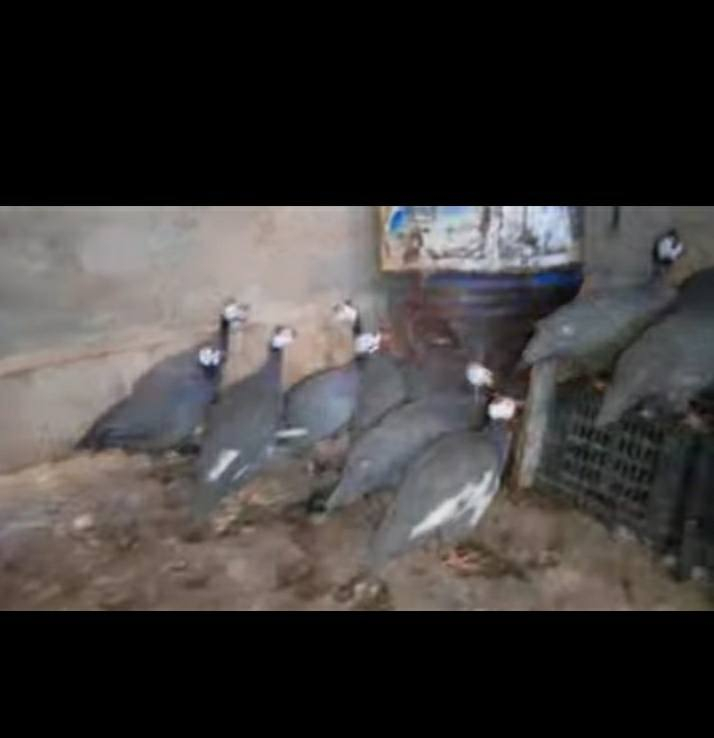 للبيع فرعوني عدد 10 نصحات فول صحه نشاط مكان موصل جانب ايمن شراي يتصل ع رقم يدلل ***********
***********
