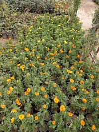 ورود ربيعية • جعفري لونين • نبات ثلجي دائم