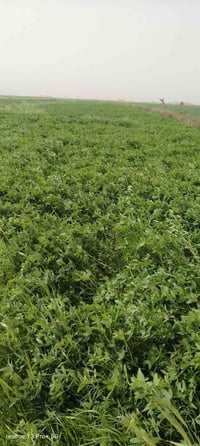 برسيم للبيع الشراي يتصل 07810023290