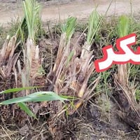 تاله شكر • زهدي • خضراوي