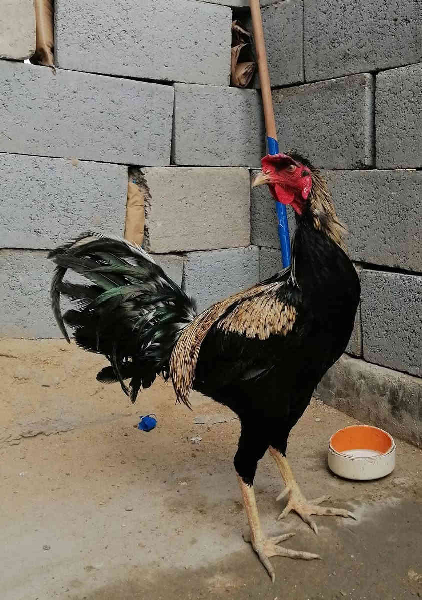 السلام عليكم  الديچ للبيع كامل لقاحات رقم التلفون *********** العنوان الهارثه منطقة الماجديه
