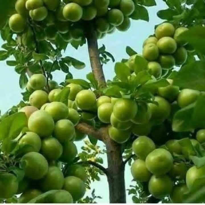 خوخ هرفي السعر 8000 الارتفاع متر ونص.                العنوان كربلاء قضاء الحسينيه منطقة الابراهيمه وأيضا متوفر كوجه ومشمش قيسي5000                             مشمش زيتي5000 وكوجه عراقي 7000 كوجه ذهبي 6000 العنوان كربلاء قضاء الحسينيه منطقة الابراهيميه توصيل حسب الكمية *********** #الجميع
