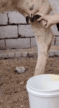 دابه وراها فحل عجل وعليه شهر وتحلب وكتين وام3بطن ومشروطه بكافه شروط جني ومال بيت تحلب ودسمه كلش وهشه ومال عائله امينه كلش ومناسبه #لسعر2650 مكان بابل شوملي ***********/////*********** لاثير بي واتسااب
