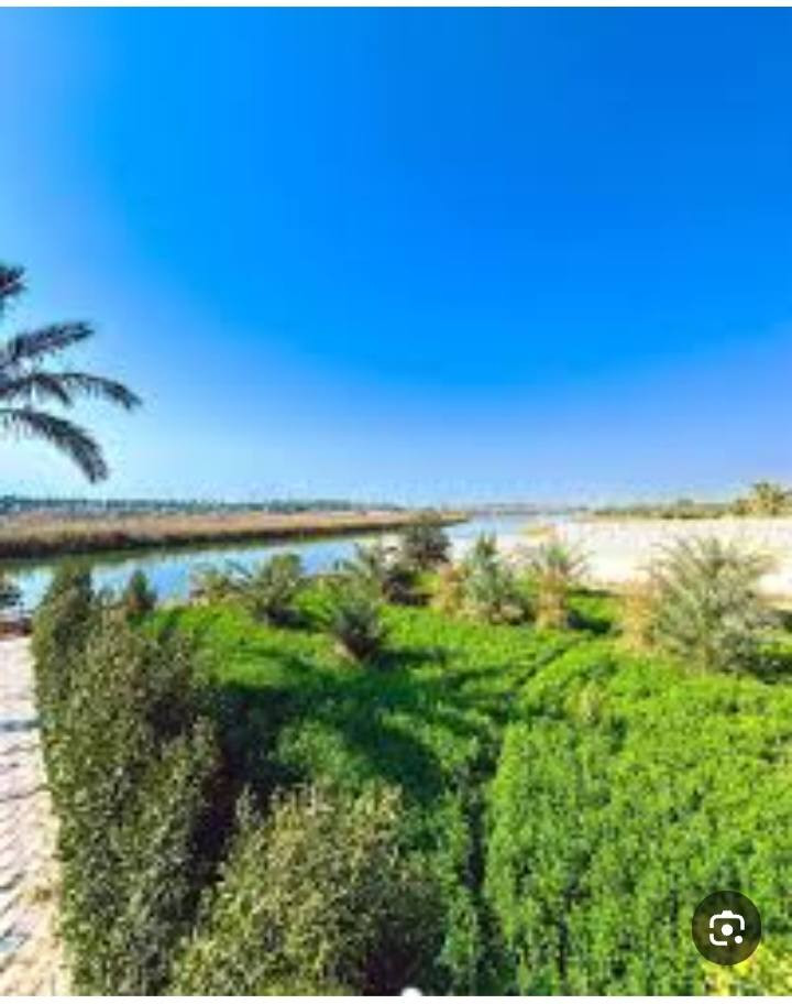 ١٣ دونم طابو زراعي ملك صرف يحتوي على ٦٠٠ نخلة انواع التمور برحي خستاوي وزهدي واردها السنوي من التمور  اكثر من ٢٥ مليون وارد سنوي اضافة الى زراعة الجت والبريسم واردها شهريا ٢مليون دنيار ايجار لاصحاب المواشي الواجه ٦٠٠ متر النزال ٨٠ متر شاطية شارع حولي عليها تبليط الخدمات كاملة كهرباء مي كذلك سقي من شط دجلة السعر  الدونم ٣٠٠ مليون المكان مركز مدينة الصويرة تصلح مزرعة او حقل دواجن او تربية المواشي كذلك تقتطع اراضي للبيع او مزارع رقم وتساب لمعرفة التفاصيل ***********
