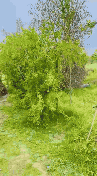 السلام عليكم
مزرعه للبيع طابو زراعي
المساحه 11دونم واجه 30م
مزروعه نخيل 🌴 واشجار   فواكه 🍋‍🟩 🍇
تحتوي المزرعه على حقل للعجول وتحتوي على ثلاث دور اثنان منها بناء حديث ومضيف 
يتوفر فيها خدمات. ماء إسالة وكهرباء وماء سقي
العنوان. هوى الشام. شارع حله ديوانيه. تبعد عن شارع حله ديوانيه 5كليو متر (نزله خفاجه)
عقارات رويد الجميلي
للاستفسار. ***********…***********
باب الحسين. مقابل مركز شرطة الفيحاء
