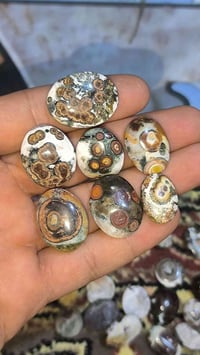 داودي • نوادر • بخدمتك