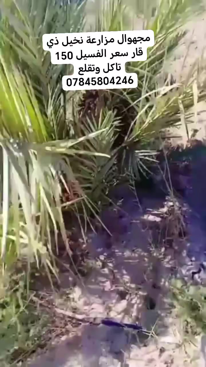 سلام عليكم محبي زراعة النخيل اعلان الكم فسال مجهوال سعر الفسيل 150 الف  عنوان ذي قار سوق الشيوخ *********** 
0
  التواصل
