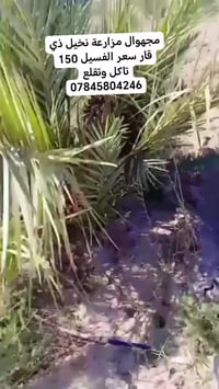 فسائل نخيل • سوق الشيوخ • ذي قار