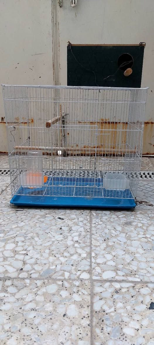 اقفاص نظيفه جدا وكاملات  ب ٦٥


**إذا كنت صاحب هذا الإعلان وتريد حذفه لأي سبب، رجاءا أرسل رسالة إلى الدعم الفني**