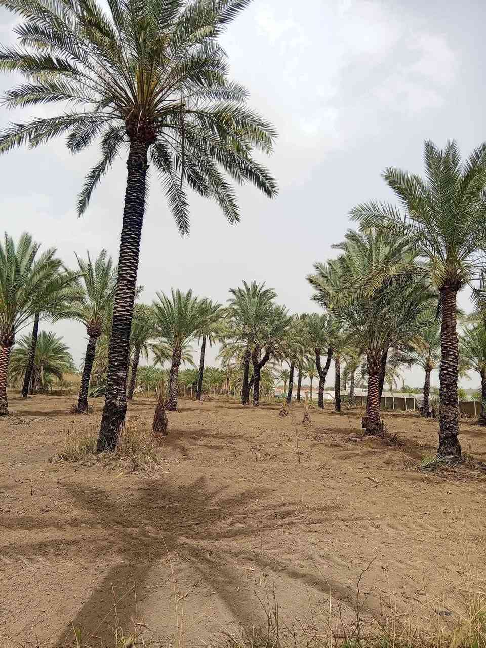 ياالله
للبيع دوانم في بغداد منطقه الراشديه

جنس العقاري سند ملك صرف تتحوال بإسم المشتري يتوفر فيه جميع الخدمات ماء اساله وماء روئي وكهرباء ويوجد

سعر مناسب جدان ترهم ستثمار وه مزرعه متنفس الك وه مزرعه الإيجار سوه انته سعر مناسب جدان

لاستفسار تصل رقم او مراسلة ***********
