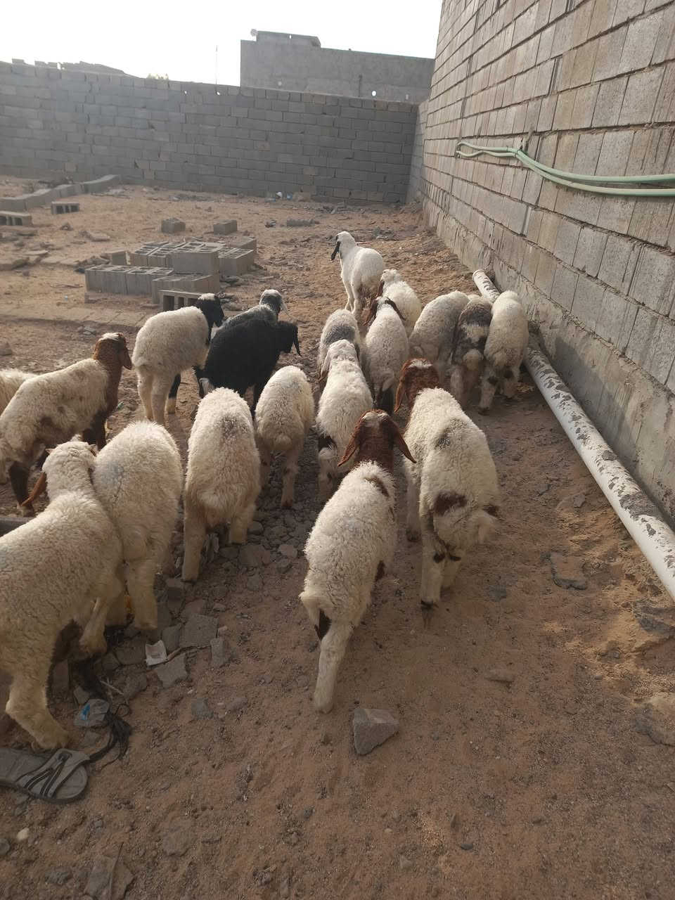 السلام عليكم طليان عدد20 بيهن 8 فحله و12 نثايه طليان كلها حلوه وشرط الصحاة ترهم كلشي رباط نذاري جنايه ومعلوفات كلشي ياكلن سعر واحد ب210 عنواني البصره الزبير ***********
