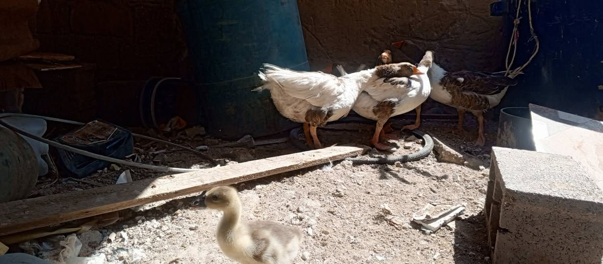 بطات للبيع ***********
