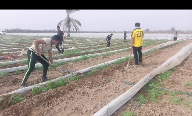سلام عليكم يوجود كادر عمال تتريب طماطه درجه اولئ  / بلضافه شغل بساتين عنب أو غيره ورزق ع الله أتصل وبيك خير ودلل ***********
