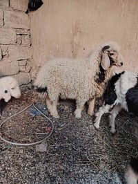 طلي للبيع • خروف للبيع • لحم • كصابة • حيوانات • مواشي • ذبيحة