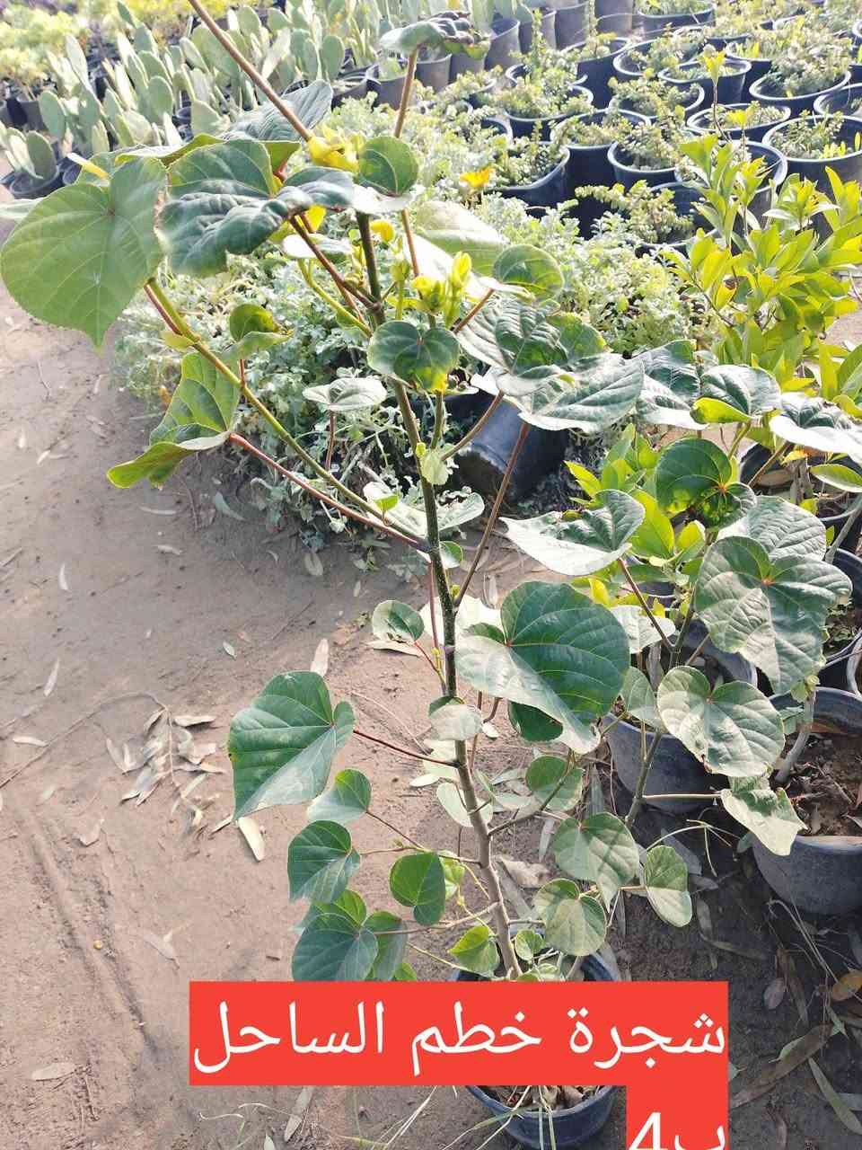 السلام عليكم.. مجموعة من النباتات .. الطالب يرجى مراسلتنا على الخاص.. او مراسلة واتساب ***********..

