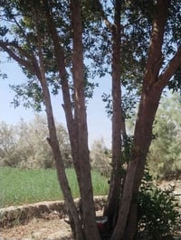 سجادتين • ٦ أثل • سماوه الدراجي