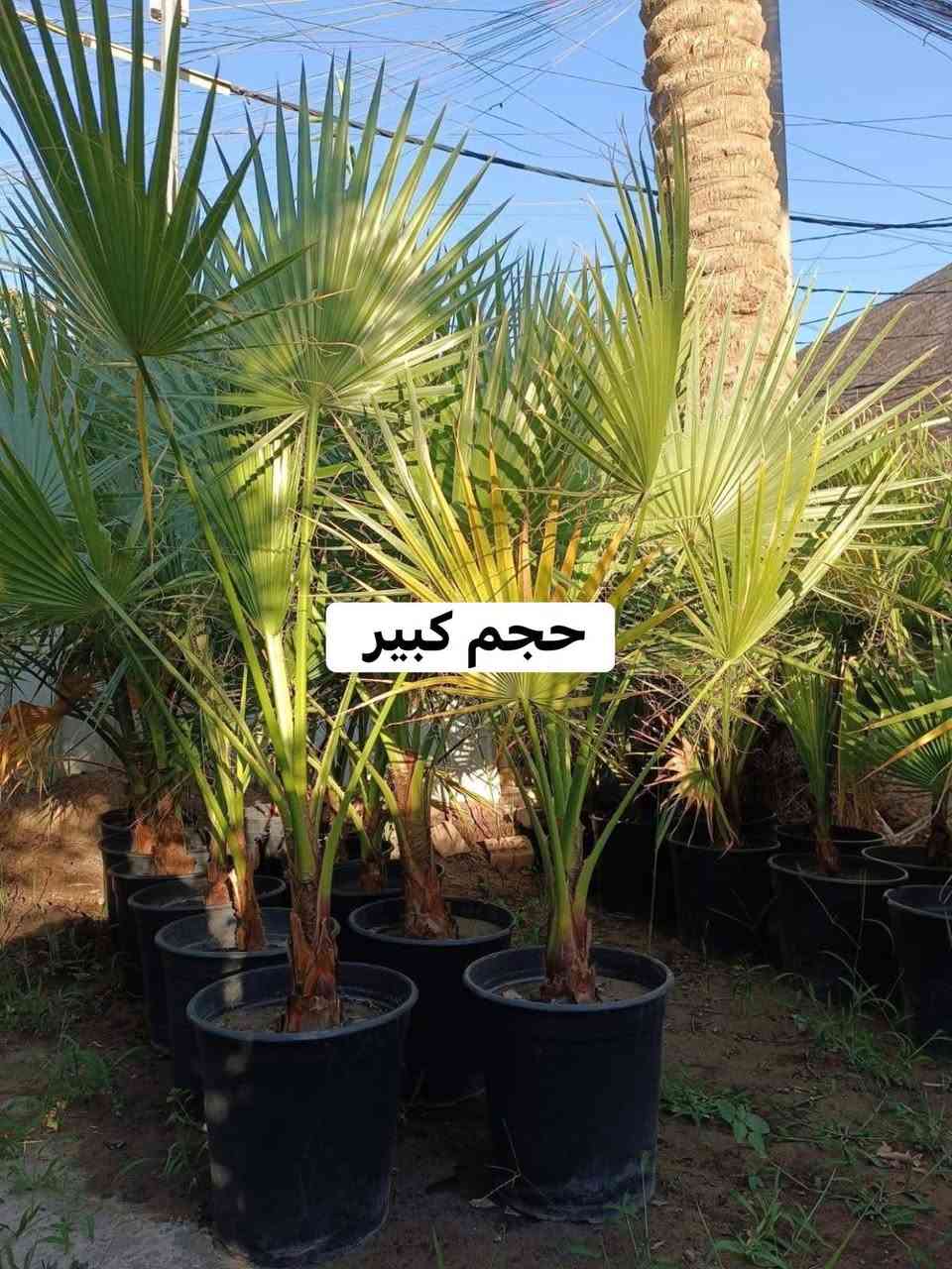 عرض خاص لأصحاب مشاتل الجملة 
يتوفر لدينا نخيل الواشنطونيا  مزروع بالسندان حجم 35
✅️العدد ٢٠٠شتلة 
✅️سعر شتلة الحجم الكبير 15 آلاف   
الحجم الوسط 12
البيع جملة فقط 
للاستفسار اتصال على الرقم 
***********
