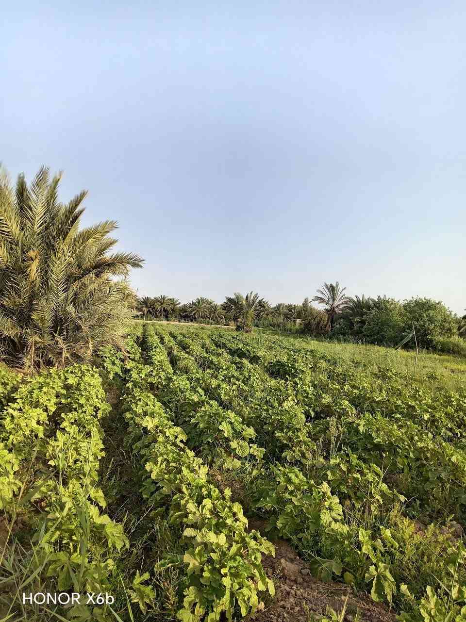 سلام عليكم
أرض لبيع زراعي
جرف شط الطول 90 والعرض 90
المساحه 3 دوانم ونص
المكان ام البطوط من جهت الصفاء
خدمات موجوده كهرباء ماي مدارس ابتدائيه ويوجد فيه 30 نخله
***********
