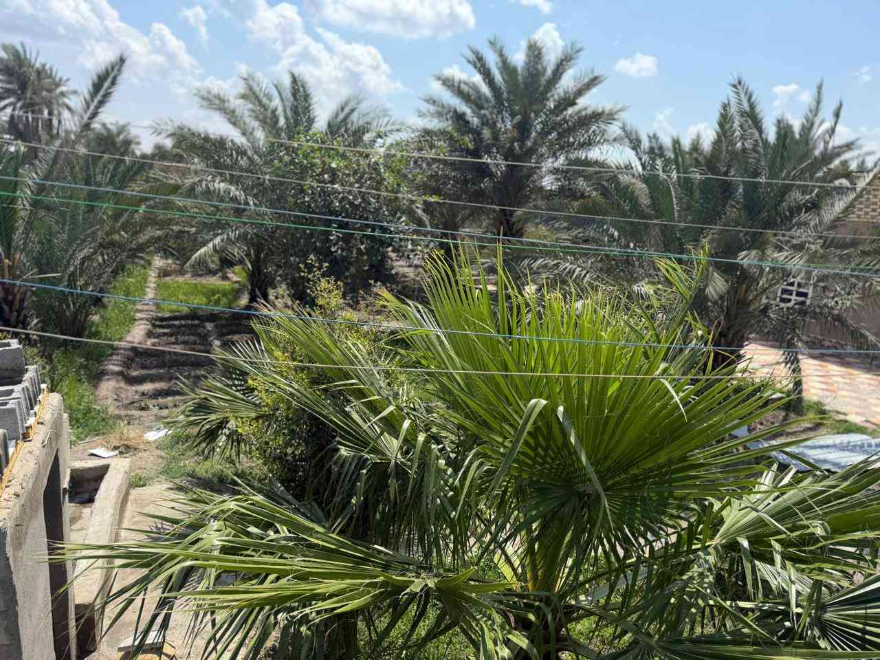 بستان للبيع--ال محينة نزلة الغافلية قرب مدرسة الإمام الباقر:(السعر 220)وبيه مجال

يحتوي بيت عدد 2 ، مساحة كل بيت 300م

1-البيت الاول(صاله عدد 2,غرف عدد3+صيحات)
*البيت نص بناء طابوق ونص الثاني بلوك كهربائي 
*تأسيس ماء جديد و صحيات شرقي وغربي

.
2-البيت الثاني(صاله عدد2+غرف عدد3+مطبخ) 
*البيت بالكامل بناء بلوك كهربائي اصلي
*تأسيس ماء وكهرباء جديد شرقي وغربي

.
البستان يحتوي على 40نخله مثمره منوعه+مختلف أنواع أشجار الفاكهة +حدائق عدد 2 +3مساحه لبناء البيوت 
.
الاستفسار على الرقم 
***********
