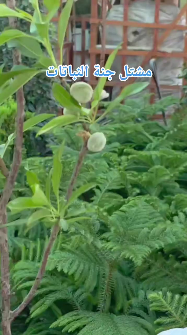 مشتل جنة النباتات
فاكهة الوز 
📍 الموقع.: بغداد _سبع ابكار_مقابل ديوان الوقف السني 
📞 للتواصل : *********** 📱
