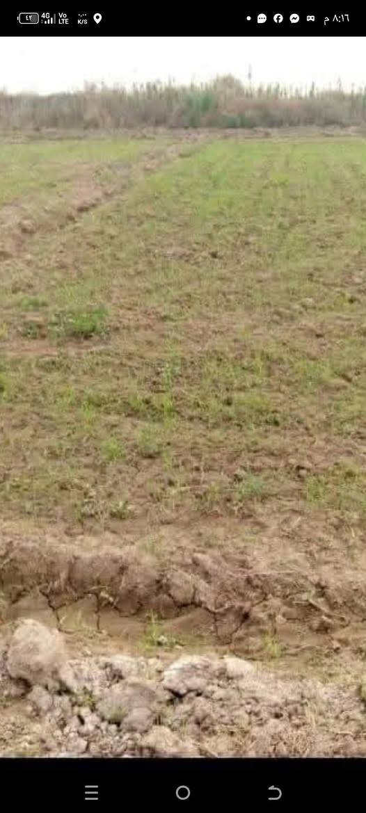 متوفر بذور  (الراي جراس) العلفية
بذور ( Ryegrass ) الافريقية

مواصفات النبات

1-تنمو بسرعة كبيرة

2_ تزرع في اي وقت في السنة عدا شهور الصقيع الباردة

3_ معمرة بالارض وتبقى لعدة سنوات اذا كانت الخدمة جيدة

4 _ النبتة الواحدة تكون من الفروع في الاسفل تصل الى اكثر من ٧٠ فرع وقاعدة عشبية كثيفة

5 _يعطي حشات كثيرة تصل الى ثلاث حشات بالشهر صيفا اذا كانت الخدمة التسميدية جيدة و حشتين بالشهر  اذا كانت التسميد ضعيف

6_ يعطي النبات ارتفاعات عالية تصل من ١٢٠  سم  الى مترين وحسب خدمة الارض

7_ يتحمل ارتفاع درجات الحرارة العالية ويتوقف بالصقيع البارد جدا شهر ١٢ وشهر ١  حيث تجف وتتيبس اوراقه من الاعلى وتبقى القاعدة خضراء لذى يفضل اذا مرت فترة صقيع قص النبات حتى لا يتأثر بالبرد ويضاف اليه اسمدة دافئه مثل الكبريت الزراعي والدمن الحيواني المتحلل والهيومك اسيد العضوي

8_ زراعته جدا سهلة يشبه زراعة الحنطة والشعير

9_ يعطي بذور كثيرة ما بين شهر ٣ الى الشهر ٩ وتعتبر فترة طويلة تستطيع ان تستخرج منه عدة حشات من البذور

10_ يثبت الاوزوت بالتربة اي الناتروجين من الهواء الى التربة لذلك  يحتاج الى اسمدة نايتروجينية قليلة ويحب الاسمدة العضوية الحيوانية

11_ يزرع بالارض وماء البئر متوسط الملوحة فهو يساعد على تخليص التربة من الاملاح

12_ يزرع بالاراضي الفقيرة والطينية الثقيلة فهو يساعد على تفتيتها وجعلها سهلة النفاثية بسبب المجموع الجذري الكثيف والذي يتمدد بالتربة طولا وعرضا وتعتبر هذا الجذور بعد قتل النبات لزراعة الارض مرة اخرى سماد بتموس بعد ان يتحلل بالتربة ليحول الارض الطينية الى خفيفية بمرور الزمن

13_ يمكن ان تنثر مع بذوره في بداية الزراعة بذور الجت والبرسيم والبقوليات وتعيش معه بدون اي مشاكل فهو يتأقلم من النباتات التي ذكرتها فقط

14_ غني جدا بالبروتين

15_ تحب اكله جميع الحيوانات من ابقار ماعز اغنام وابل وغيرها وياكله الدجاج والبط بشراهة بعد ثرمه وهذه عن تجربة ويزيد انتاج البيض لانه غني بالبروتين

16_ واخيرا وهي من افضل صفاته انه يهاجم على جميع الحشائش الضارة بالمزرعة ويقضي عليها بالكامل ليقلل على الفلاح جهود ومصاريف مكافحة الحشائش والادغال

سعر الكيلو ( ٥٧٥٠)

يوجد حجز توصيل الى بغداد وجميع المحافظات
كيس ٢٥ كيلو يكفي دونمين

هاتف ***********
