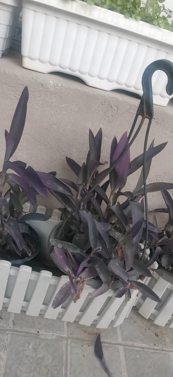 نباتات ومستلزمات نباتات ظلية
يوجد توصيل


**إذا كنت صاحب هذا الإعلان وتريد حذفه لأي سبب، رجاءا أرسل رسالة إلى الدعم الفني**