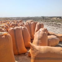 تبن أربيل وكركوك • أبيض • ناعم