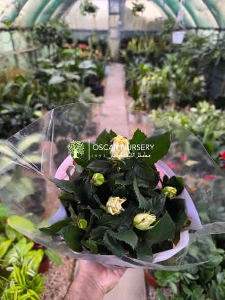 جوري هولندي 

📍 زورونا في موقعنا:
مشتل الأوسكار – حي الحنانة – شارع نجف _ كوفة
(مقابل غرفة تجارة النجف و فريندز كافيه ومطعم شريف– مجاور متنزه الحنانة العائلي)

🕗 أوقات الدوام:
من 8:30 صباحاً إلى 8:00 مساءً

📞 للطلب والاستفسار:
*********** – ***********
(اتصال / واتساب / مراسلة عبر فيسبوك)
 متوفر دفع  زين  كاش ومتوفر ماستر  

🚗 يتوفر توصيل داخل النجف
موجودين في تطبيق توترز لبعض المواد الزراعية 

أهلاً وسهلاً بكم دائماً في مشتل الأوسكار 🌹🌹🌹
