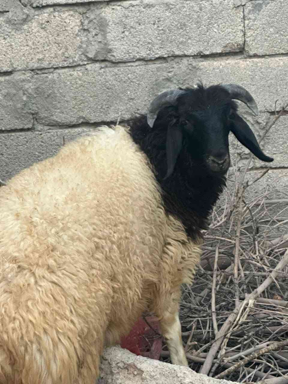السلام عليكم طليان2للبيع السعر ادفع سعر وما يكون خاطرك اله طيب مكاني كياره الحود السرت لزاكه
ادمن من رخصتك♥♥
هاذه الرقم اتصل وتدلل‏‪***********‬‏
