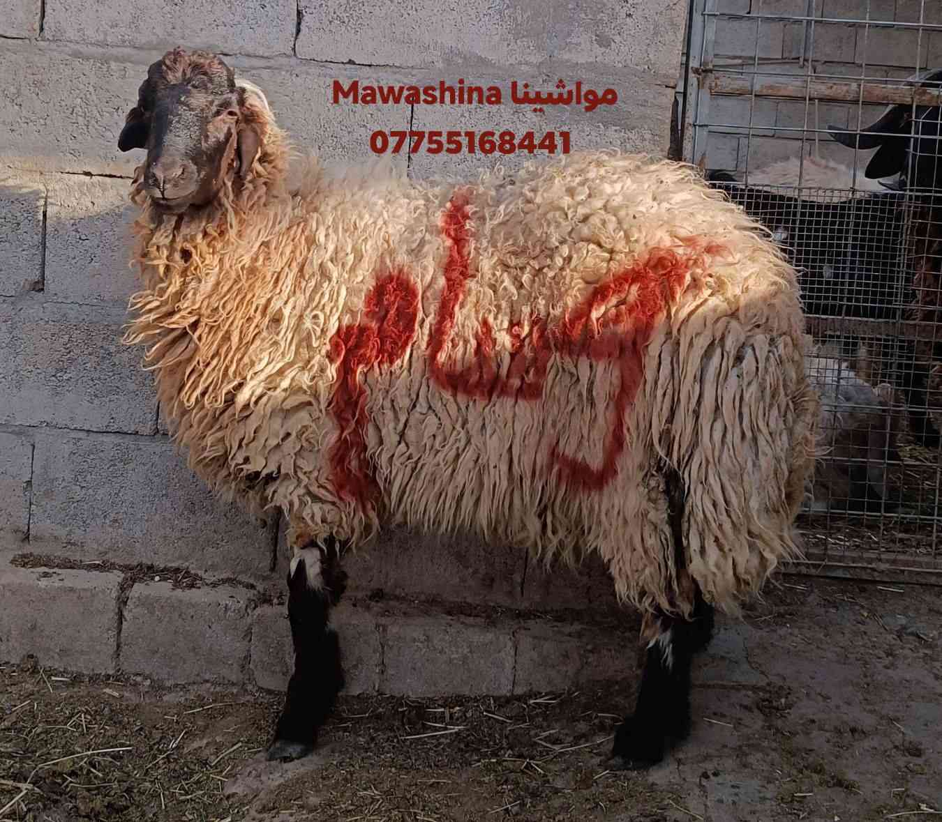 تم حجزه من قبل أحد الإخوة  من أضاحي مواشينا Mawashina  في كركوك 

أساس عملنا الثقه وهذه مانوفره لكم

اغنام عراقيه
اعلاف نظيفه 
رعايه صحيه وبيطريه 

متاح أضاحي بأوزان وأحجام مختلفه 
العراق كركوك 
***********
خدمه العملاء واتس اب وهاتف 

نوفر لكم 
خدم الحجز الالكتروني والدفع بل ماستر 
توصيل لباب المنزل بل عيد مع قصاب 
خدمه ذبح وتوزيع بل نيابه
