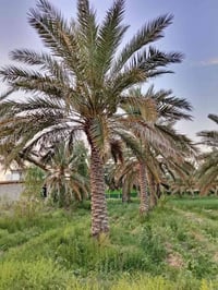 المسيب • ١٠٠٠م+ • مخدومة كهرباء