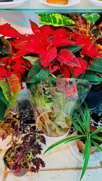 بنت القنصل • حجم كبير • هيت حي الجمعية