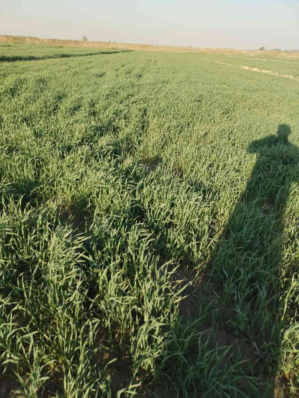 مكتب الزيتون الزراعي 
بإدارة المهندس جمال السامرائي 
شهادة مزارع بعد ١٠ ايام من استخدام 
الأسمدة الورقية 
واسط - ناحية الشحيمية 
رقم المزارع ***********
