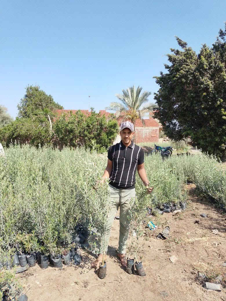 مشتل اولاد درويش الجميع شتلات زيتون 🦅 01284117494


**إذا كنت صاحب هذا الإعلان وتريد حذفه لأي سبب، رجاءا أرسل رسالة إلى الدعم الفني**
