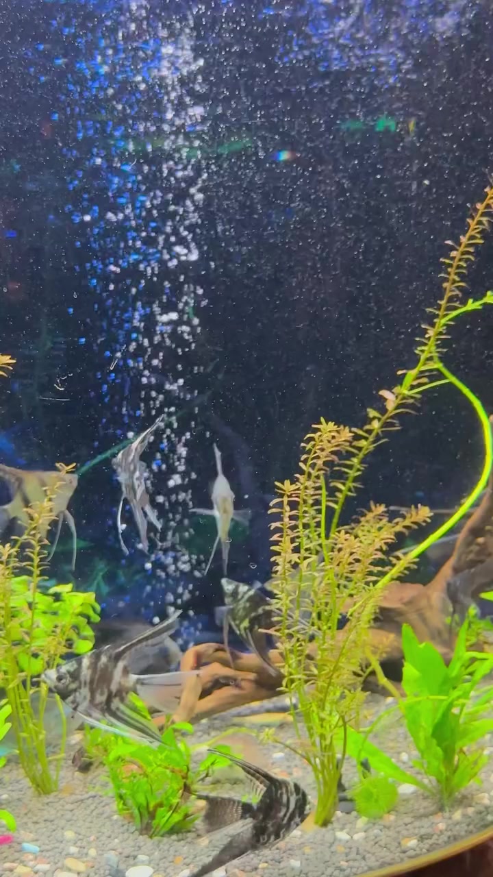 متوفر احواض جميع الاحجام😍 وبترتيب النباتات الطبيعيه 🌿🌱🍀


**إذا كنت صاحب هذا الإعلان وتريد حذفه لأي سبب، رجاءا أرسل رسالة إلى الدعم الفني**